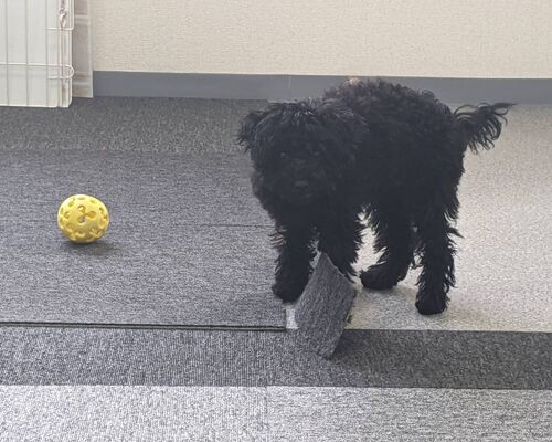 INFINITY　スバル会長