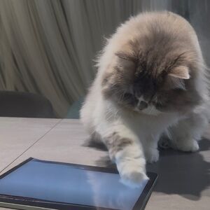 ブログ書く猫