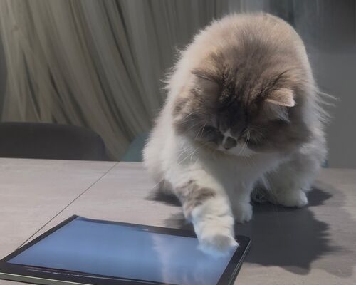 ブログ書く猫