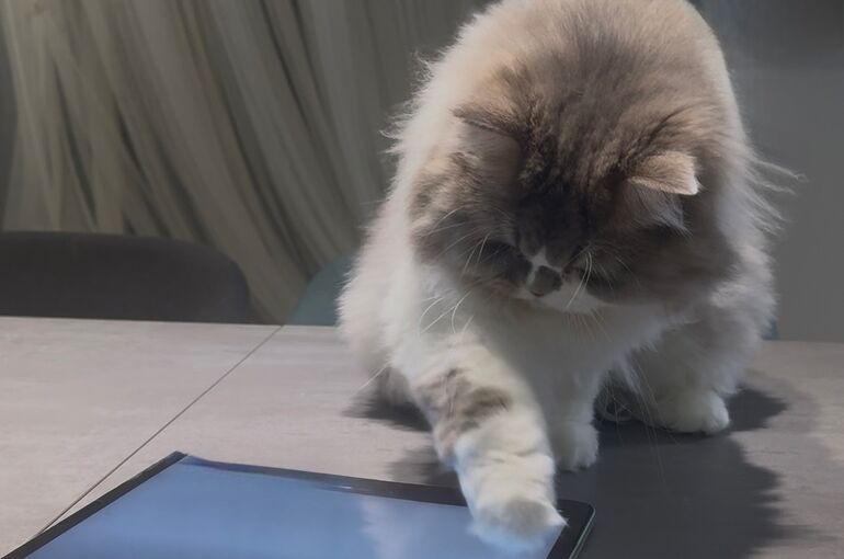 ブログ書く猫